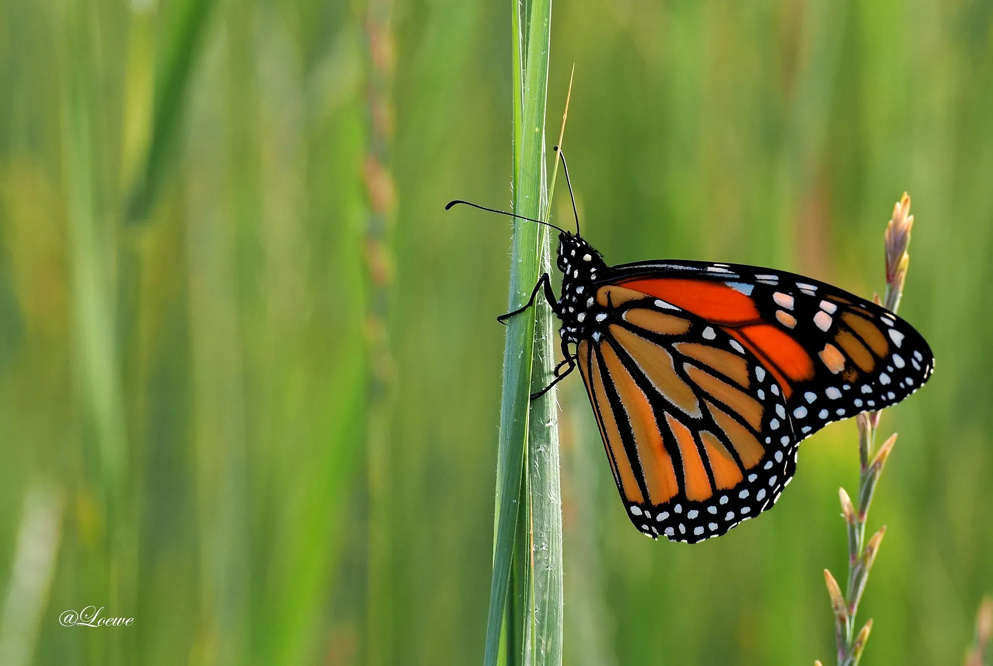 Mariposa